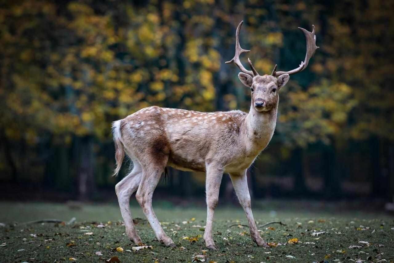 Casa Rural La Carrozal Senda Del Oso Орельейру Экстерьер фото