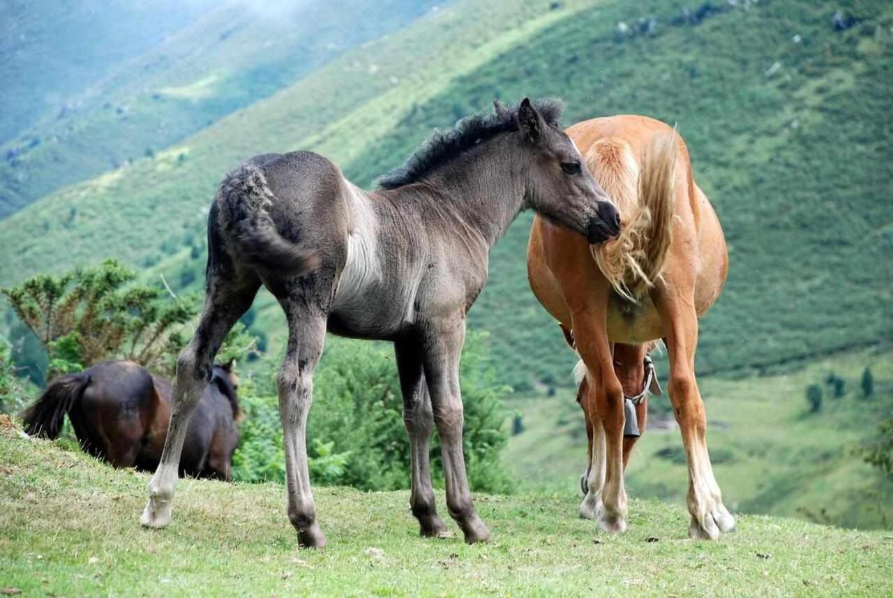 Casa Rural La Carrozal Senda Del Oso Орельейру Экстерьер фото